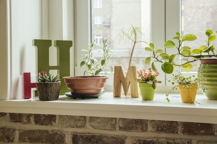 How to decorate windows with plants